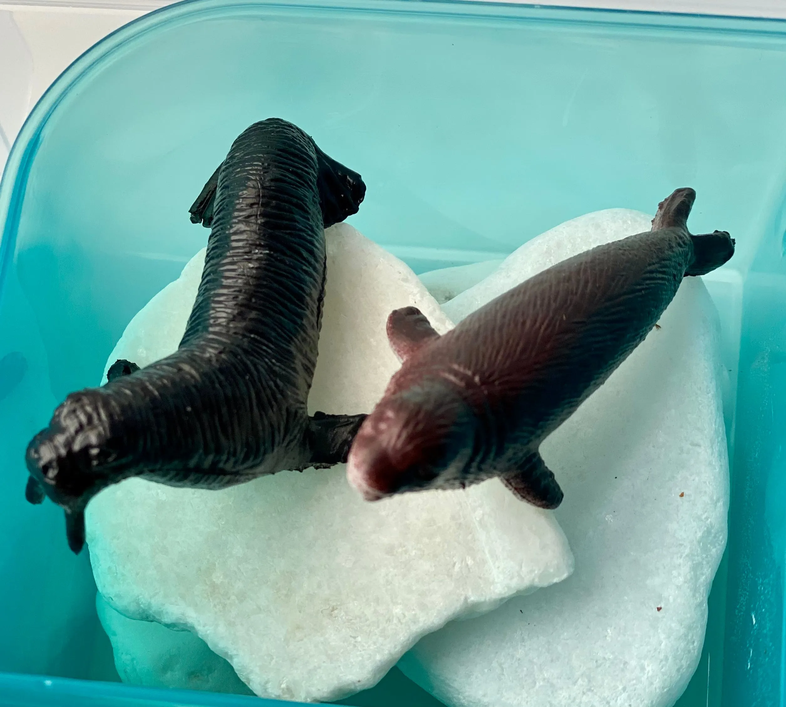 Arctic Animals Bin