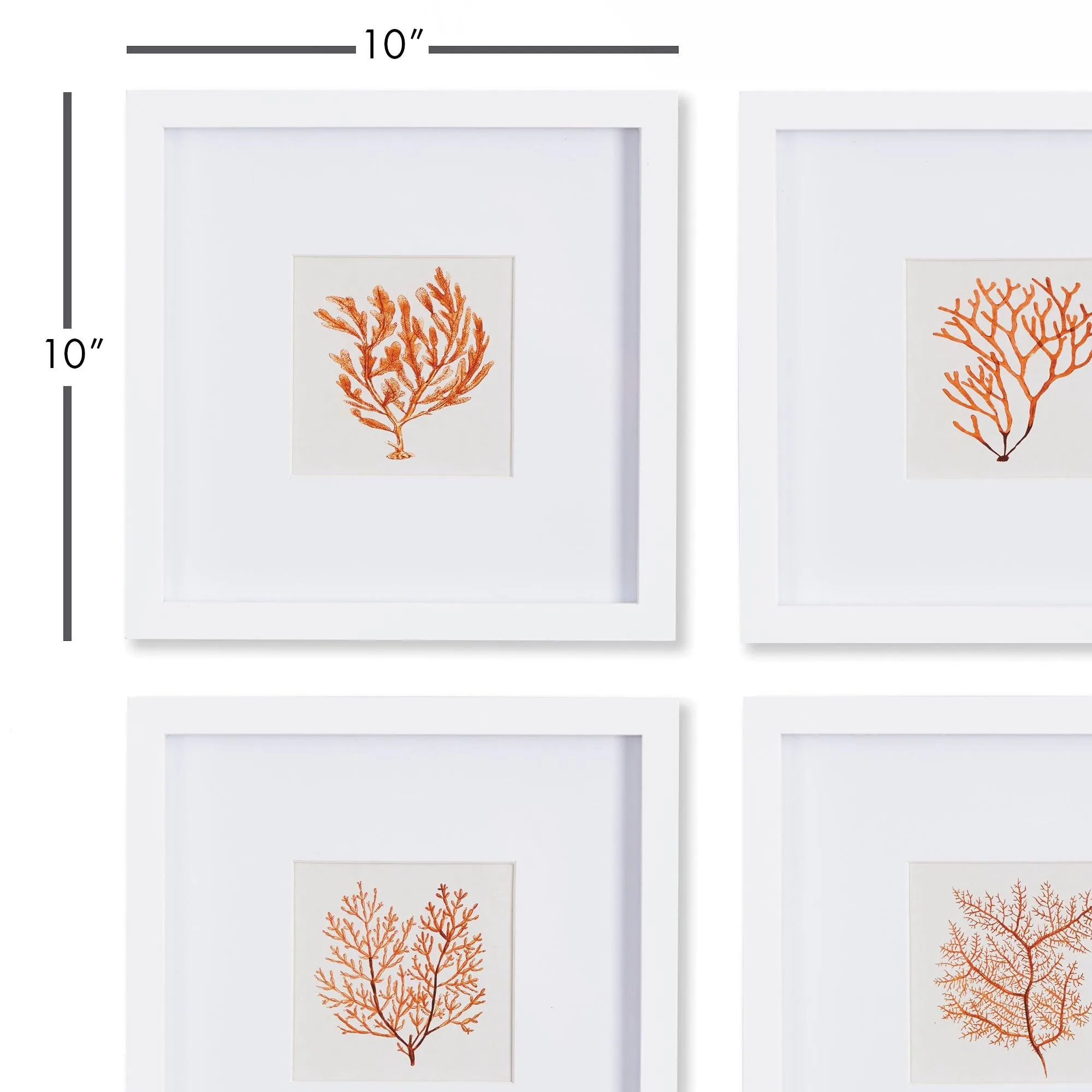 Branch Coral Petite Prints, Set Of 4