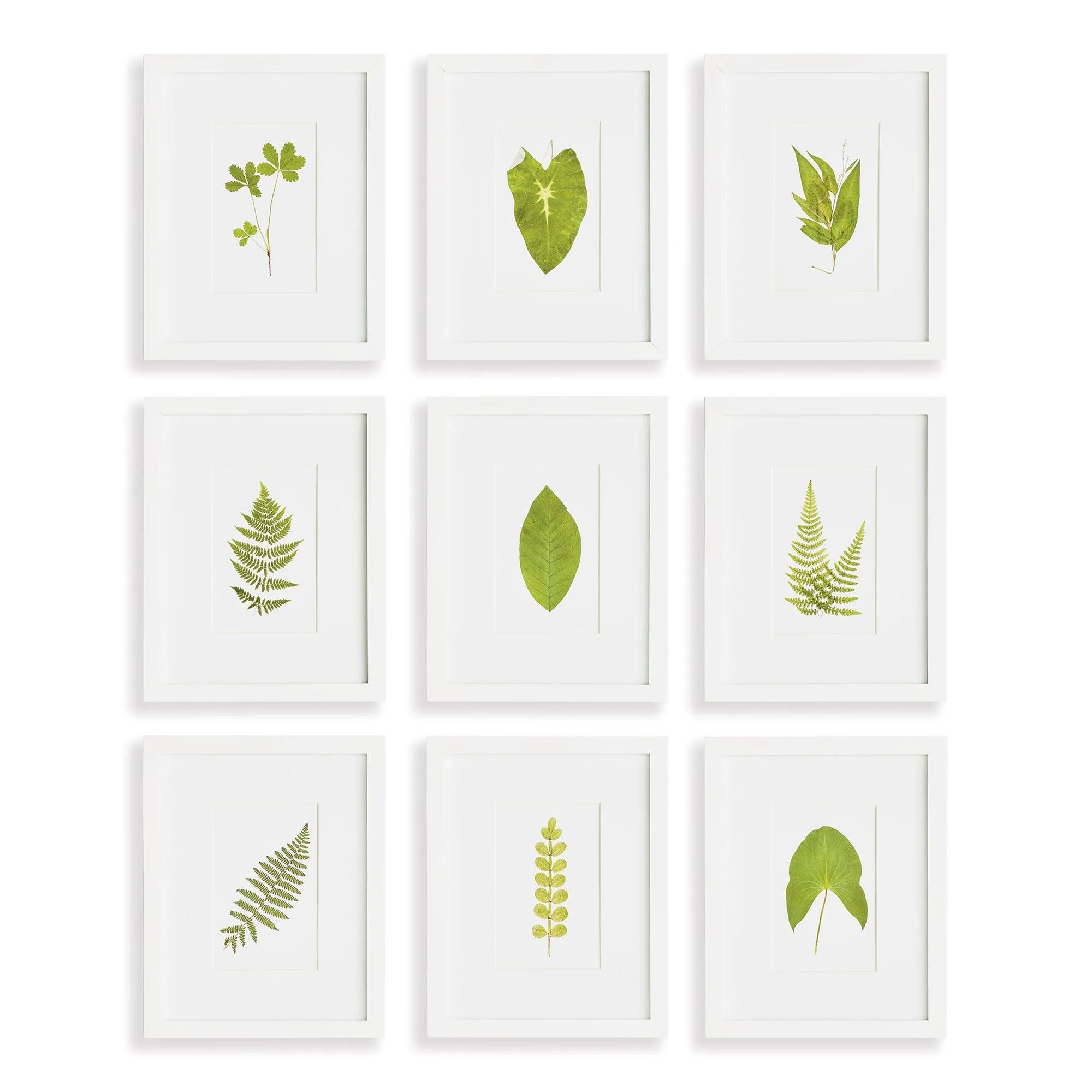 Green Leaf Petite Prints, Set Of 9