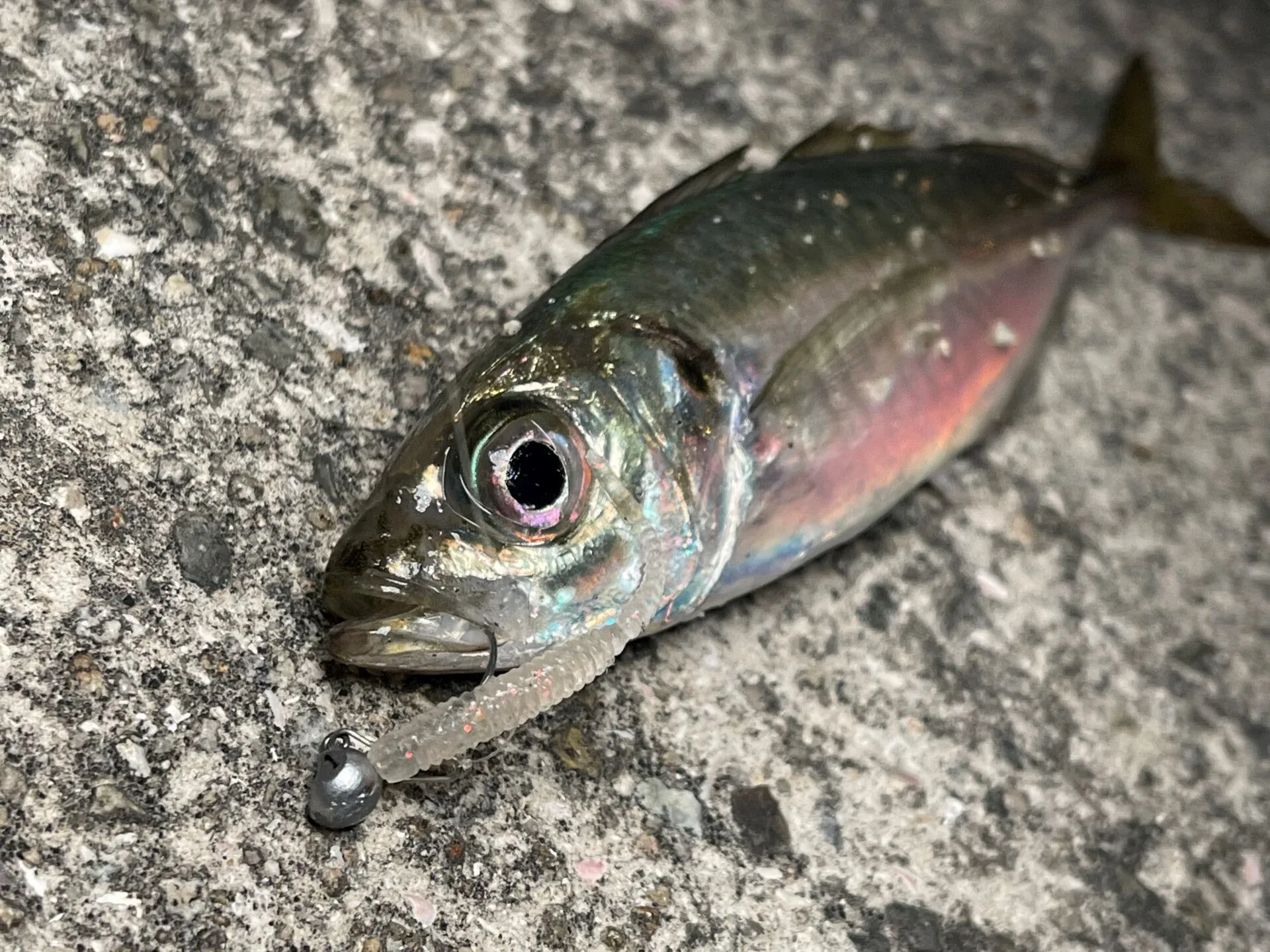 MAGBITE Soft Plastic Worm Stan 2.0 inch