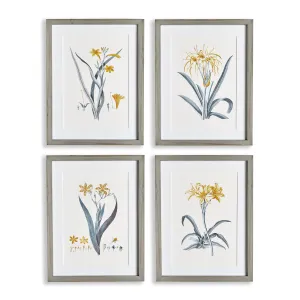 NAPA Home & Garden, DAFFODIL PRINTS, SET OF 4,N2NH19