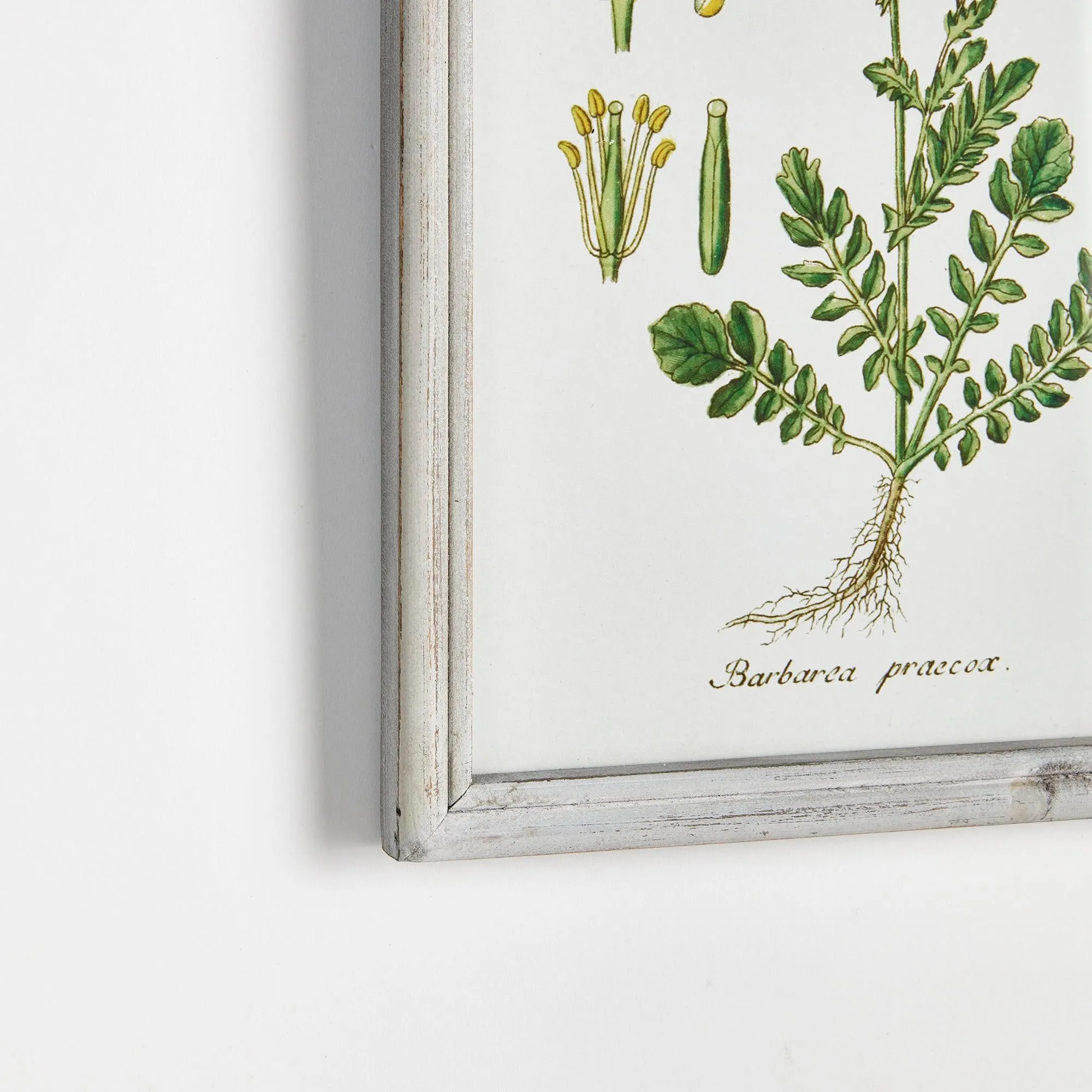 Perennial Botanical Study, Set Of 6