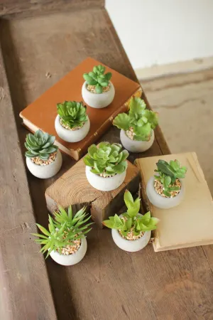 Set of 8 Small Succulents with Round Cement Pot (Pack of 2)